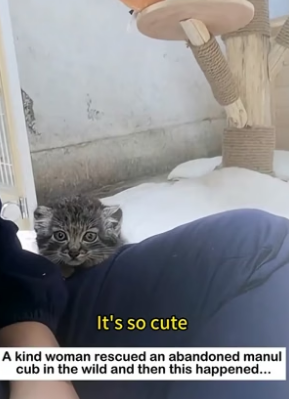 W2605003 Baby Manul Rescue Story�Baby Manul Crying for Help… What Happens Next Will Melt Your Heart (Part 2)
