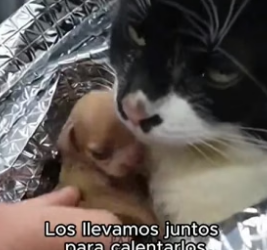 V2705003 A discarded mattress in a ditch became a sanctuary for a mother and her pups (Part 2)