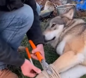 P2805009 Rescuing a Wolf (Part 2)
