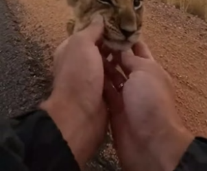 P2805007 I Rescued a Trapped Baby Lion From Hyenas (Part 2)