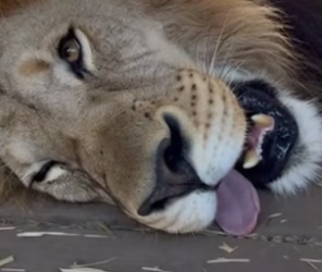 P2805003 I Saved a Lion From Heatstroke (Part 2)