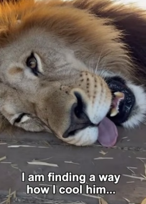P2805003 I Saved a Lion From Heatstroke (Part 2)