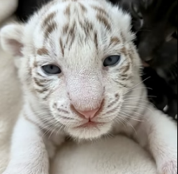 V0405004 Newborn white tiger cub was abandoned by mother and then (Part 2)