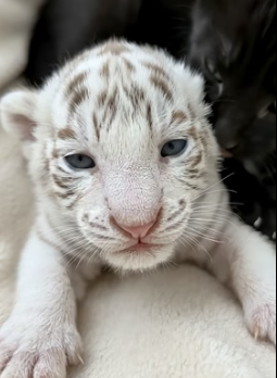 V0405004 Newborn white tiger cub was abandoned by mother and then (Part 2)