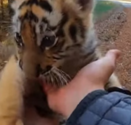 P2805005 I Rescued a Baby Tiger Who Was Captured By Hyenas (Part 2)