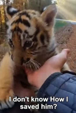 P2805005 I Rescued a Baby Tiger Who Was Captured By Hyenas (Part 2)
