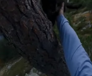 P2805001 I Rescued a Trapped Baby Black Panther From Leopards (Part 2)