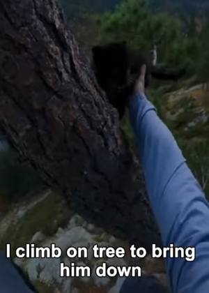 P2805001 I Rescued a Trapped Baby Black Panther From Leopards (Part 2)