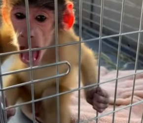 P2805002 I Rescued a Trapped Baby Monkey From Hyenas (Part 2)