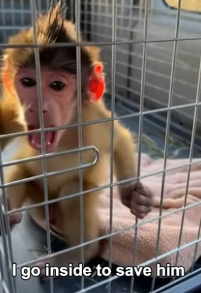 P2805002 I Rescued a Trapped Baby Monkey From Hyenas (Part 2)