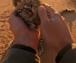 P2805006 I Rescued a Caught Baby Leopard From Hyenas (Part 2)