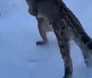 F2805007 Hero Snow Leopard Saves Lynx Cat Mother From Cougar (Part 2)