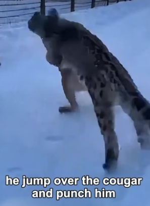 F2805007 Hero Snow Leopard Saves Lynx Cat Mother From Cougar (Part 2)