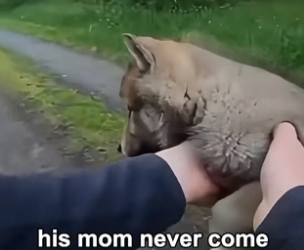 F2805008 Mother Wolf Left Her Baby While Running (Part 2)