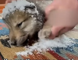 F2805001 Rescuing The Wolf From The Freezing Winter (Part 2)