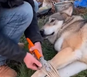 F2805011 Rescuing a Wolf (Part 2)