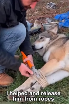 F2805011 Rescuing a Wolf (Part 2)