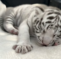 V0405023 She rescued a tiny white tiger cub all alone and then…(Part 2)