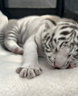 V0405023 She rescued a tiny white tiger cub all alone and then…(Part 2)