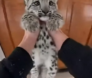 F2805005 I Saved a Tiny Snow Leopard Cub From Lynx Attack In The Snowy Forest (Part 2)