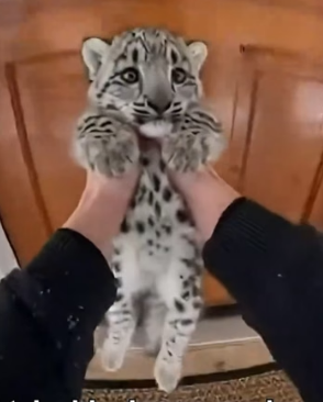 F2805005 I Saved a Tiny Snow Leopard Cub From Lynx Attack In The Snowy Forest (Part 2)
