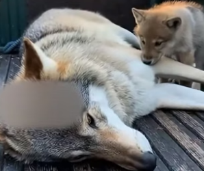 F2805009 Mama Wolf Came To Me To Save Her Life And Her Pup (Part 2)
