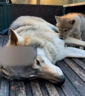 F2805009 Mama Wolf Came To Me To Save Her Life And Her Pup (Part 2)