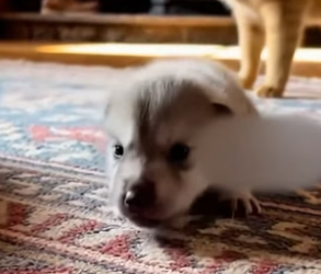 F2805002 She Brought This Pup Home, Later We Know It’s Not A Dog (Part 2)