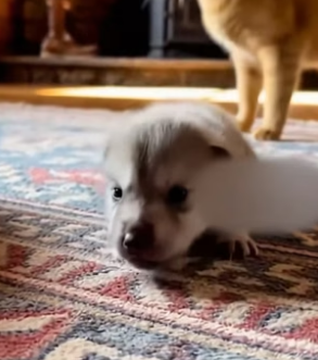 F2805002 She Brought This Pup Home, Later We Know It’s Not A Dog (Part 2)