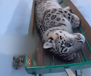 F2805010 I Rescued a Snow Leopard That Was Froze And Dying Due To Extreme Cold Weather (Part 2)
