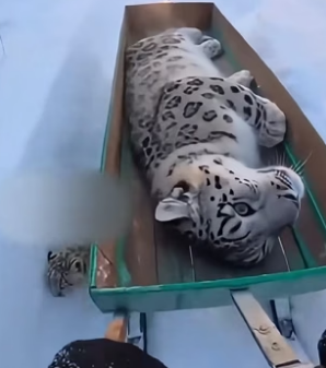 F2805010 I Rescued a Snow Leopard That Was Froze And Dying Due To Extreme Cold Weather (Part 2)