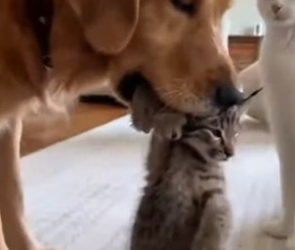 F2805003 A Mother Lynx Brings Freezing Cub To My Cat And Dog (Part 2)