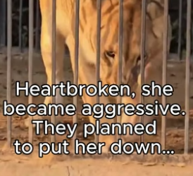 G2905006 Who’s the real beast- the lioness or those who took her baby
