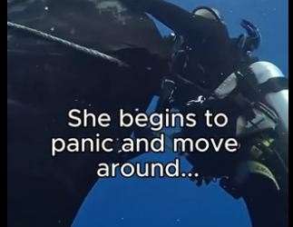 G2905009 Leave a heart for the manta rays (Part 2)