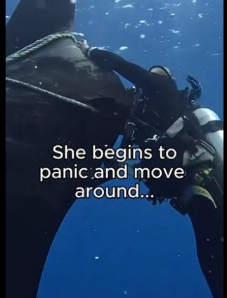 G2905009 Leave a heart for the manta rays (Part 2)