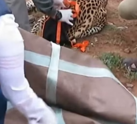 G2905008 Leave a heart for the leopard ❤️(Part 2)