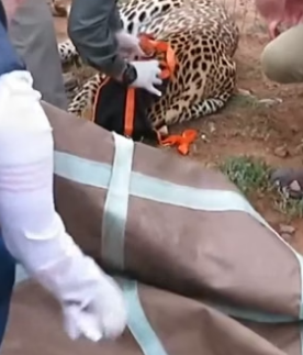 G2905008 Leave a heart for the leopard ❤️(Part 2)