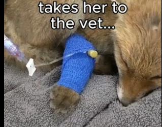 G2905004 Animals are sentient too ❤️ (Part 2)