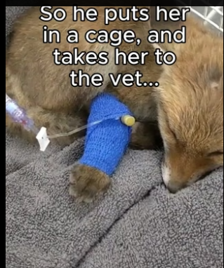 G2905004 Animals are sentient too ❤️ (Part 2)