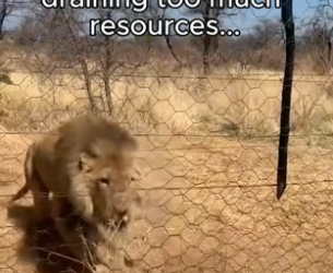 G2905007 🥹While the world is rushing to deadlines, a stray is just counting the seconds to survival (Part 2)