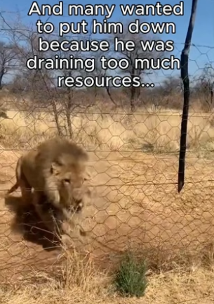 G2905007 🥹While the world is rushing to deadlines, a stray is just counting the seconds to survival (Part 2)