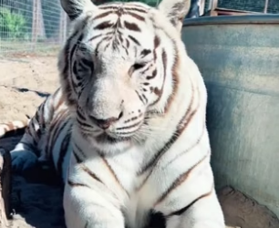 G2905011 Do you think the tiger received the right help (Part 2)