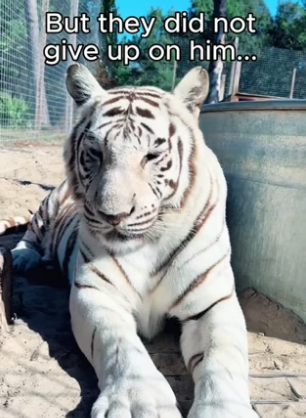 G2905011 Do you think the tiger received the right help (Part 2)