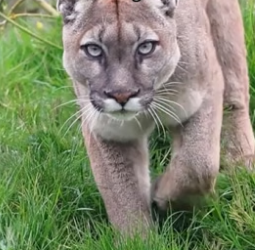 G2905014 Leave a heart for the puma �❤️ (Part 2)