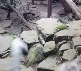 G2905012 Snow leopard finds true love (Part 2)