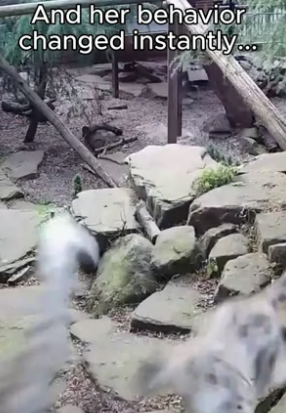 G2905012 Snow leopard finds true love (Part 2)