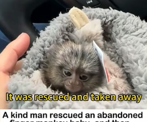 W2605007 They Adopted a Finger Monkey… But This Moment Shocked Everyone (Part 2)