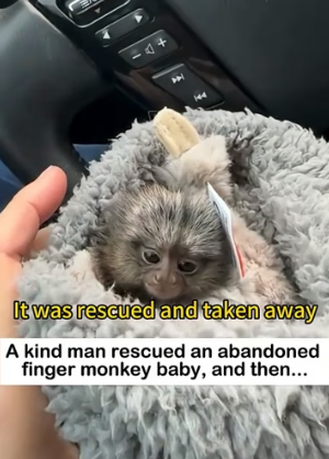 W2605007 They Adopted a Finger Monkey… But This Moment Shocked Everyone (Part 2)
