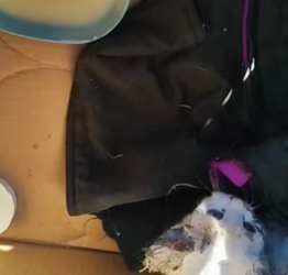 W1805011 Poor stray cat (Part 2)