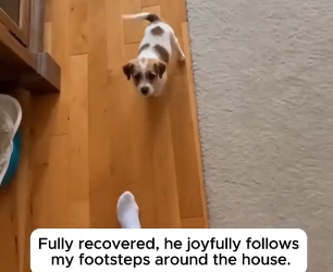 W2605002 Paralyzed Puppy Rescue Story (Part 2)